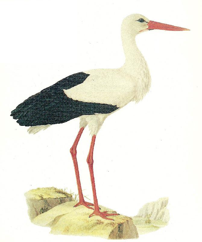 broderna von wrights vit stork oil painting image